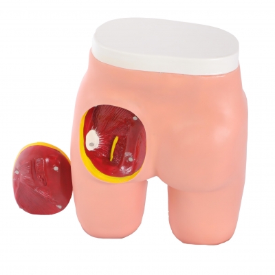 高級(jí)臀部肌肉注射與解剖結(jié)構(gòu)模型