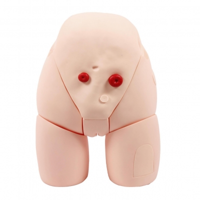 女性導(dǎo)尿示教模型